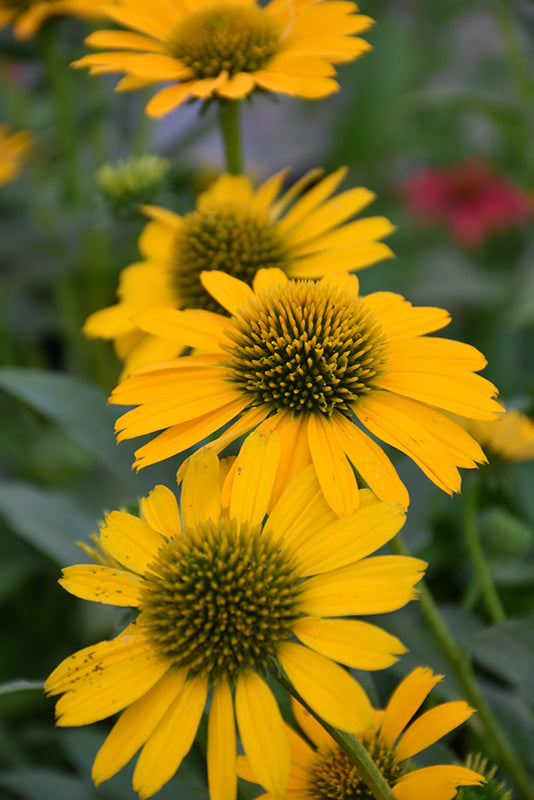 Kismet™ Yellow Coneflower (Echinacea kismet &