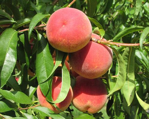 La Feliciana Peach (Prunus persica &