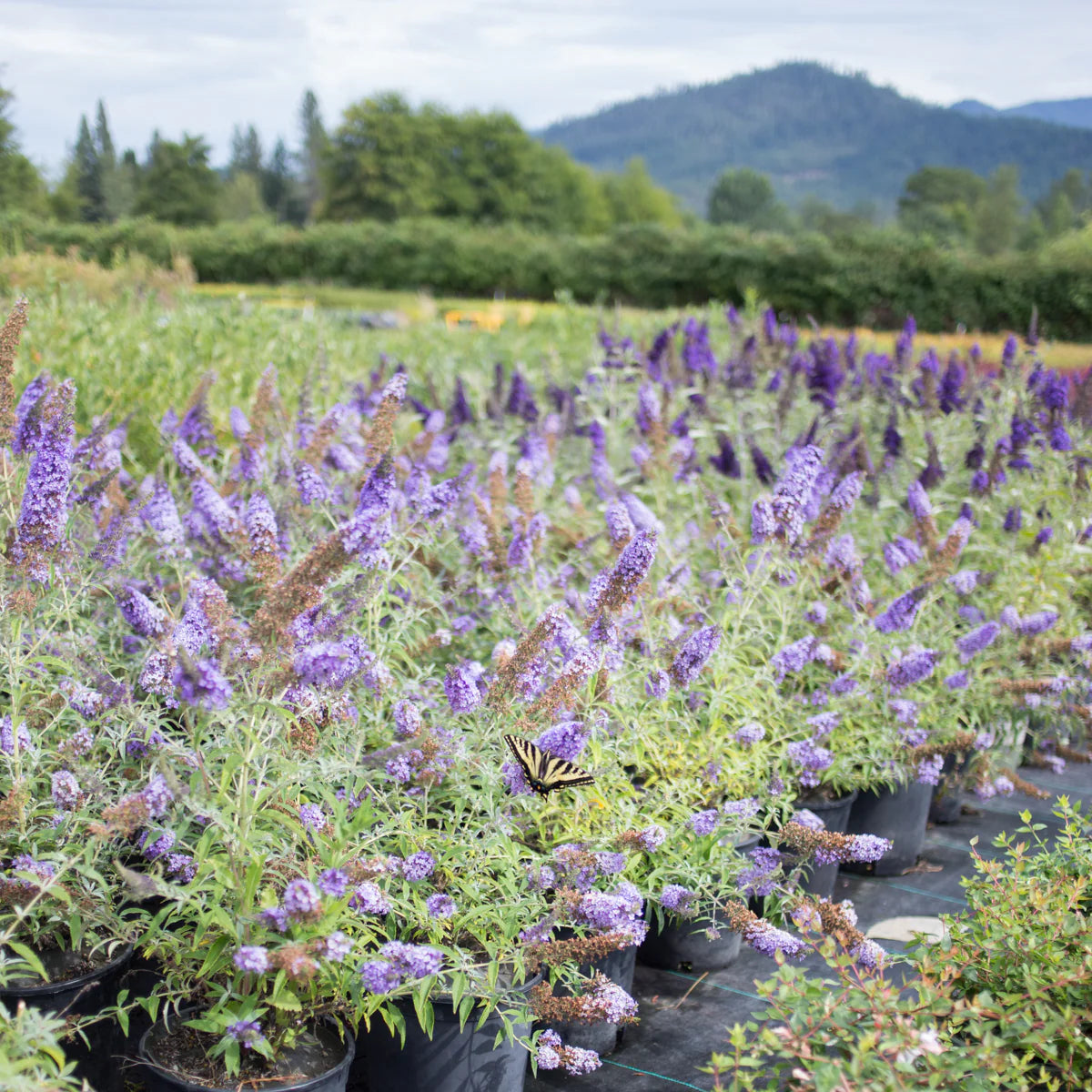Buzz® Sky Blue Butterfly Bush (Buddleia &