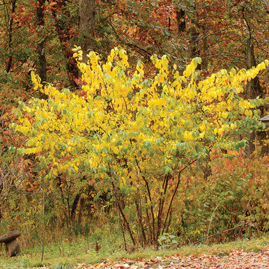Spicebush (Lindera benzoin) - 3 gallon 18"