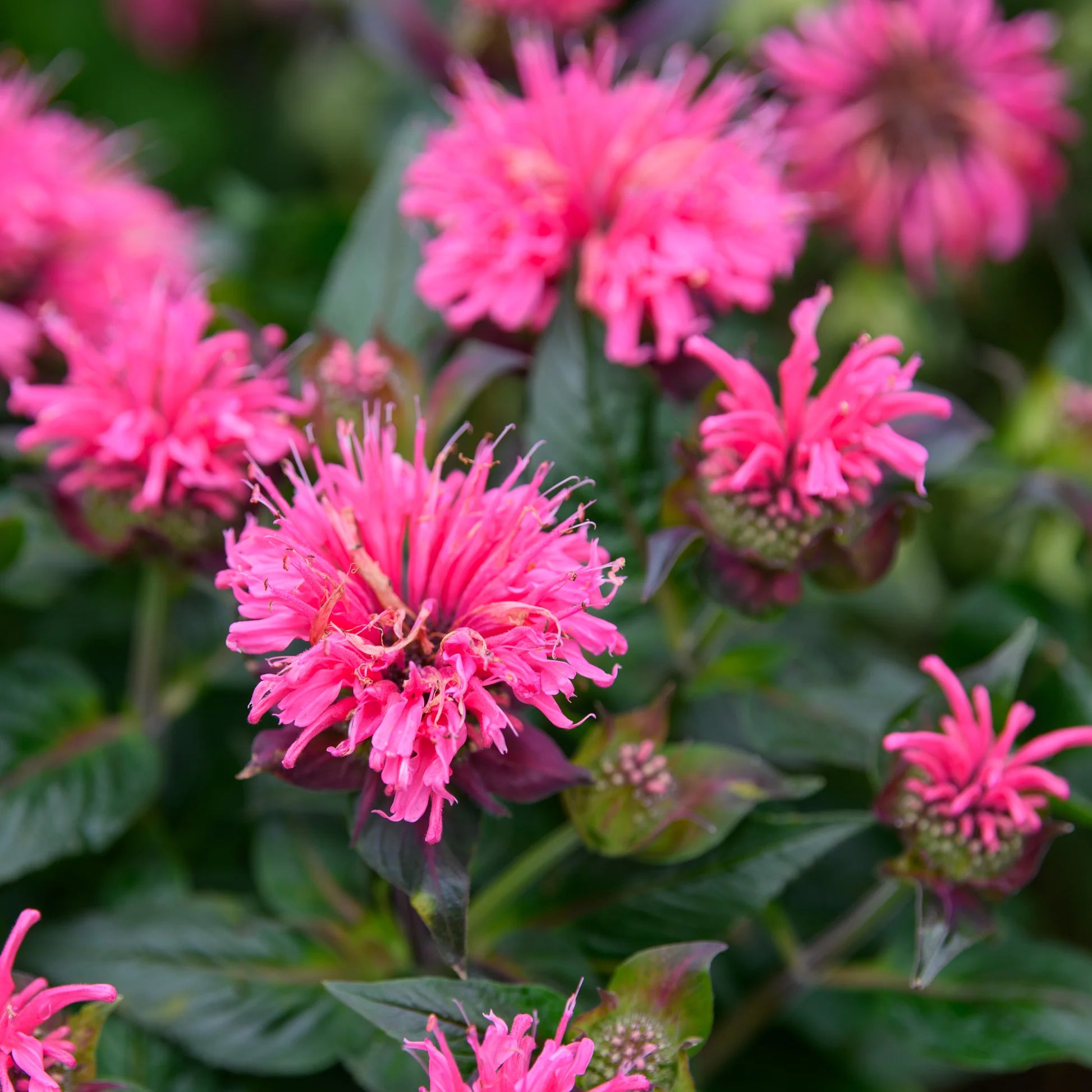 Sugar Buzz® Bubblegum Blast Bee Balm (Monarda &