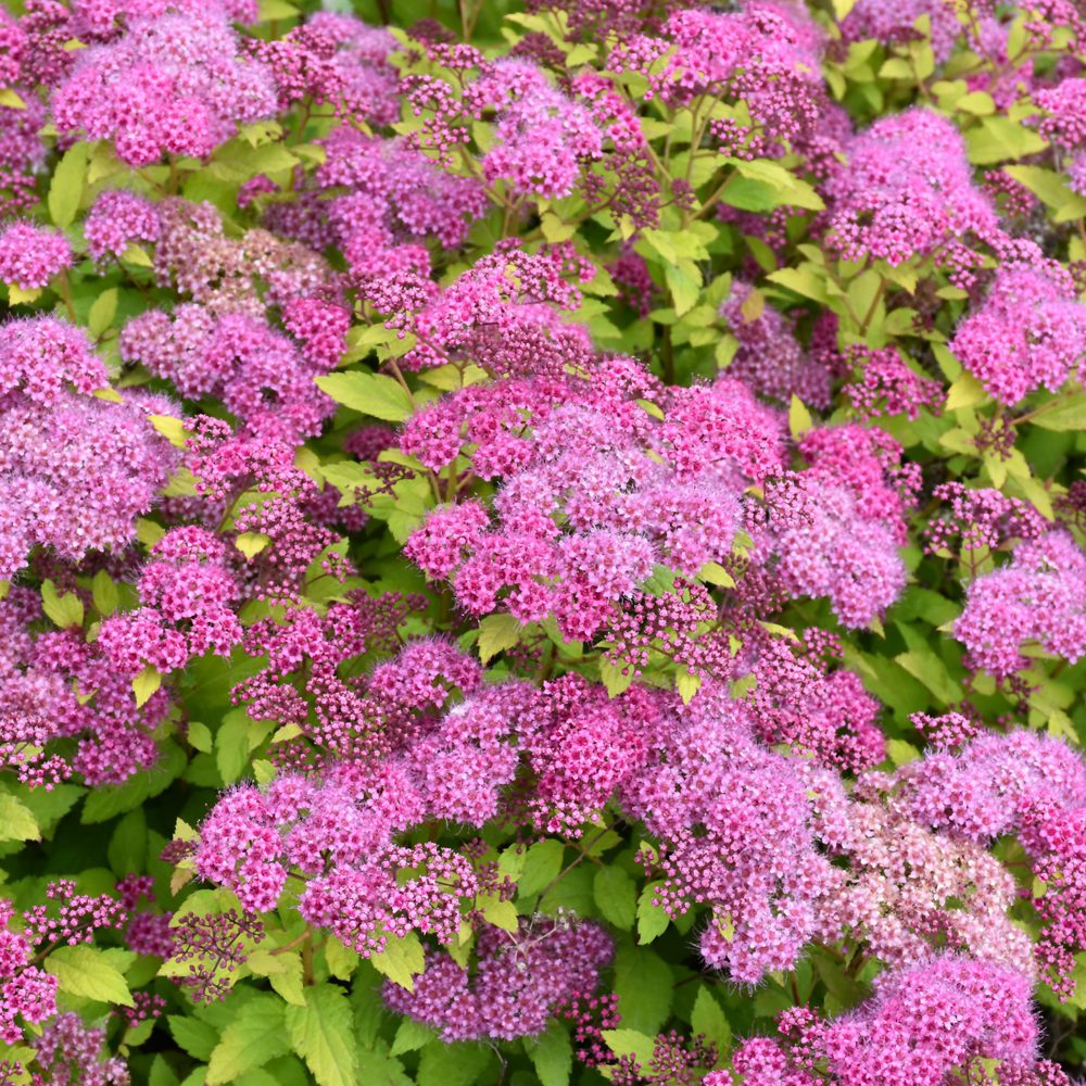 Magic Carpet Spiraea (Spiraea japonica &
