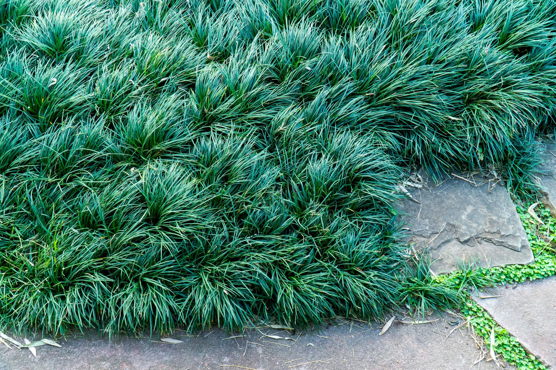 Dwarf Mondo Grass (Ophiopogon japonicus &