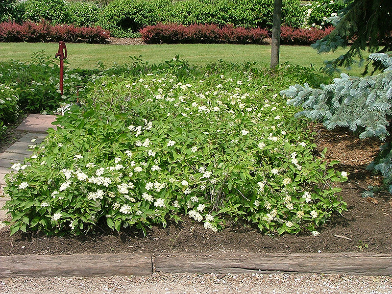 Muskingum® Gray Dogwood (Cornus racemosa &