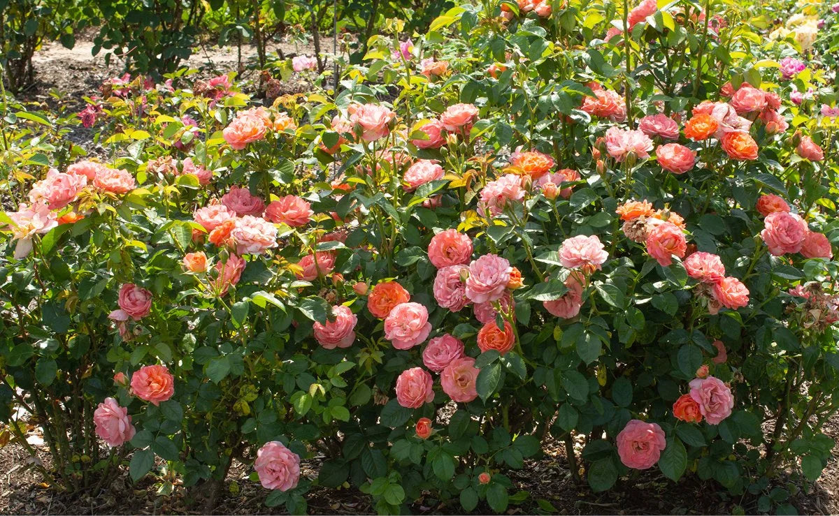 low maintenance self cleaning orange glow knock out roses.