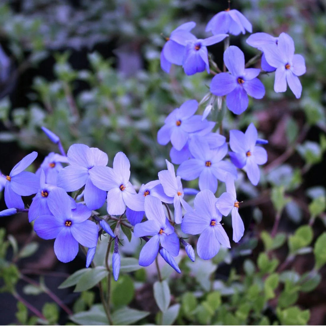 Sherwood Purple Creeping Phlox (Phlox stolonifera &