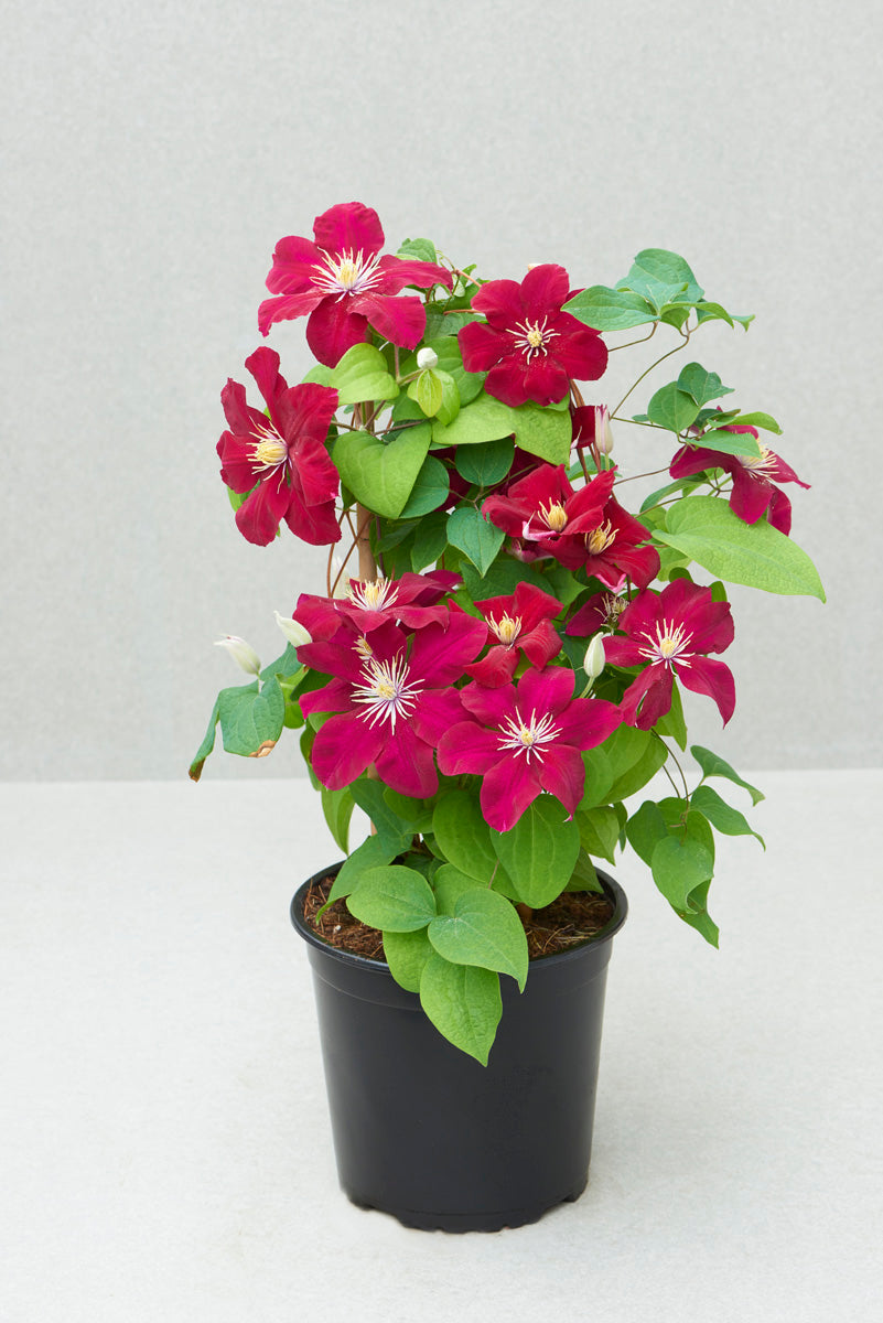 Issey™ Clematis (Clematis issey) - 1 gallon