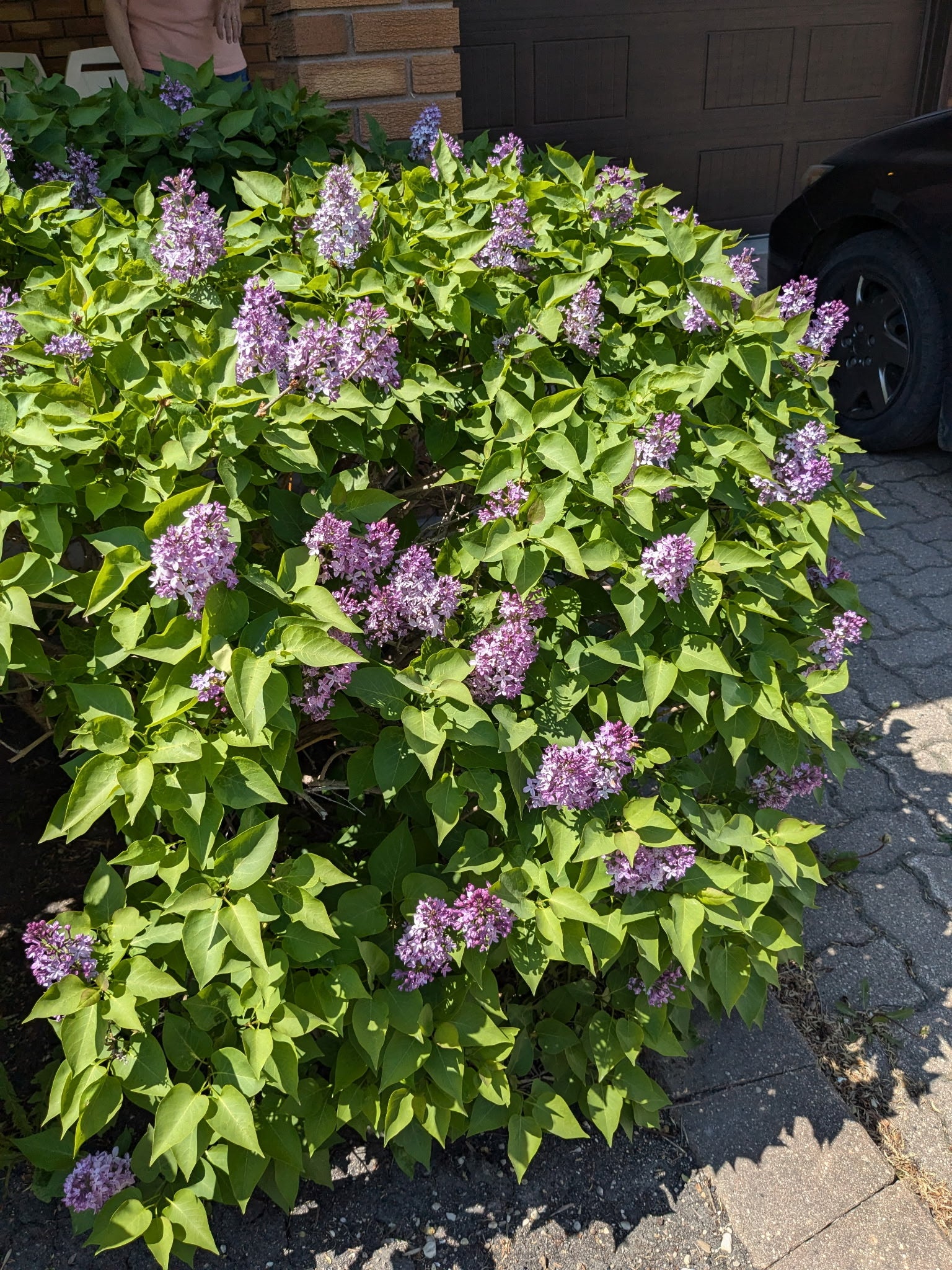 Prairie Petite Lilac (Syringa vulgaris &
