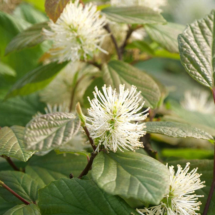 Legend of the Small® Bottlebrush (Fothergilla x intermedia &