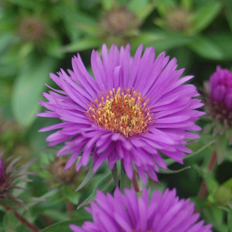 Purple Dome Aster (Aster novi-belgii &