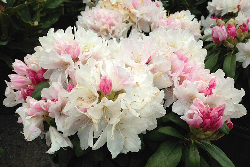 Yaku Princess Rhododendron (Rhododendron yak. Princess) - 1 gallon 6"