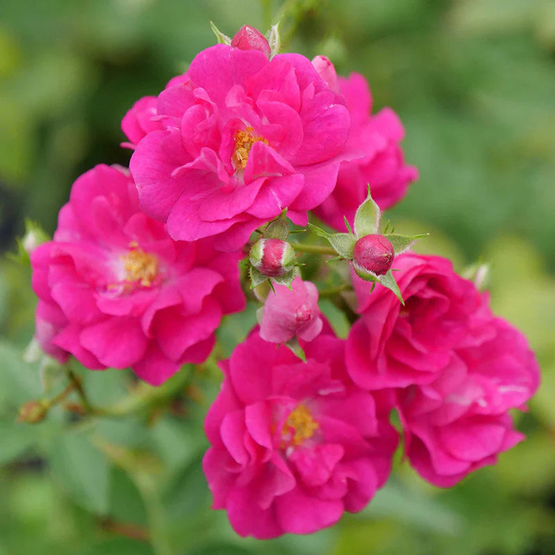 Oso Easy Peasy® Rose (Rosa &