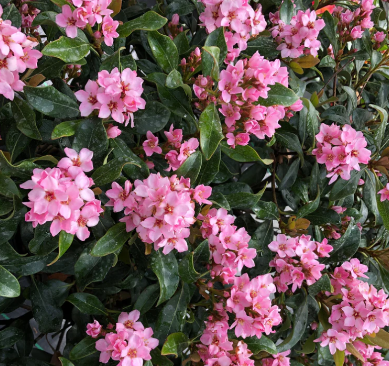 La Vida Más® Indian Hawthorn (RHAPHIOLEPIS LA VIDA MÁS) - QT