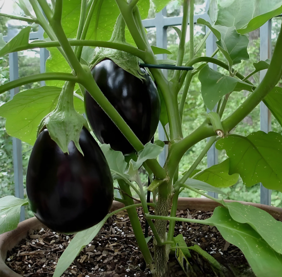 Black Beauty Eggplant (Solanum melongena) - QT