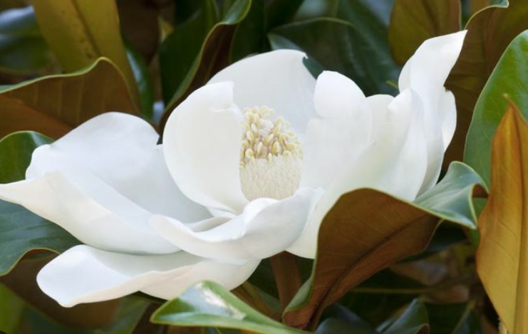 Kay Parris Southern Magnolia (MAGNOLIA GRANDIFLORA KAY PARISS) - 2 gallon