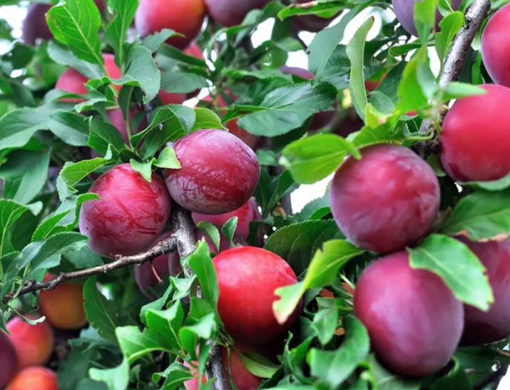 Au Rosa Plum Tree (PRUNUS FRUIT-S. AU ROSA) - 3 gallon 36" TREE