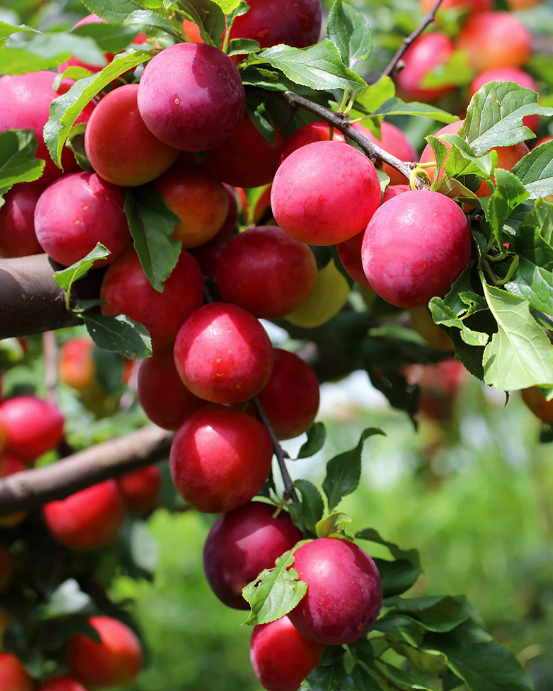 All Red Plum Tree (PRUNUS FRUIT-S. ALL RED) - 3 gallon 36" TREE