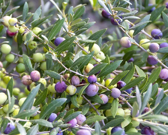 Arbequina Olive Tree (OLEA EUROPEA ARBEQUINA) - 3 gallon