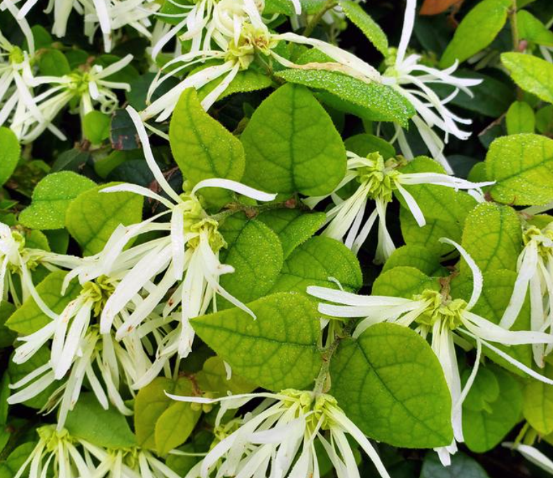 Jazz Hands® White Loropetalum (LOROPETALUM JAZZ HANDS® WHITE) - QT