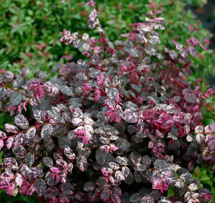 Jazz Hands Variegated® Loropetalum (LOROPETALUM JAZZ HANDS VARIEGATED) - QT