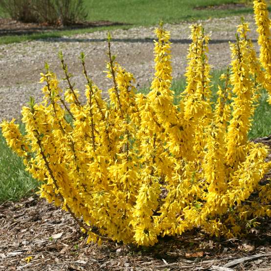 Gold Tide Forsythia (FORSYTHIA X GOLD TIDE) - 2 gallon