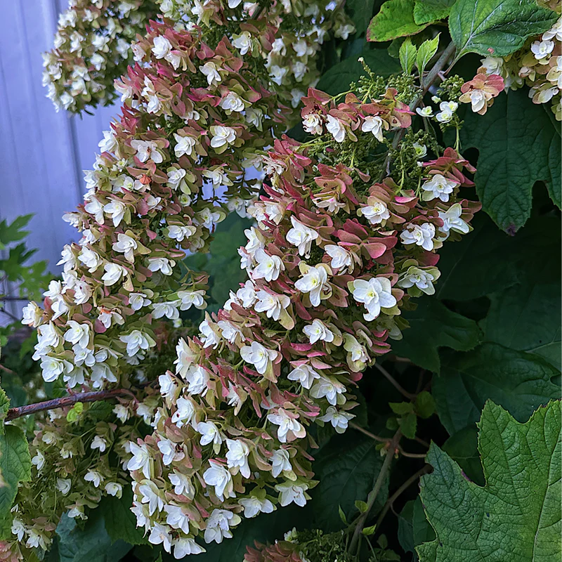 Snowcicle Oakleaf Hydrangea (Hydrangea quercifolia &