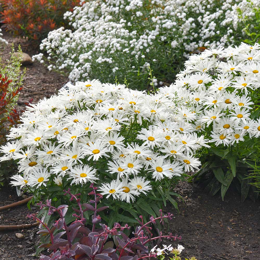 Amazing Daisies® &