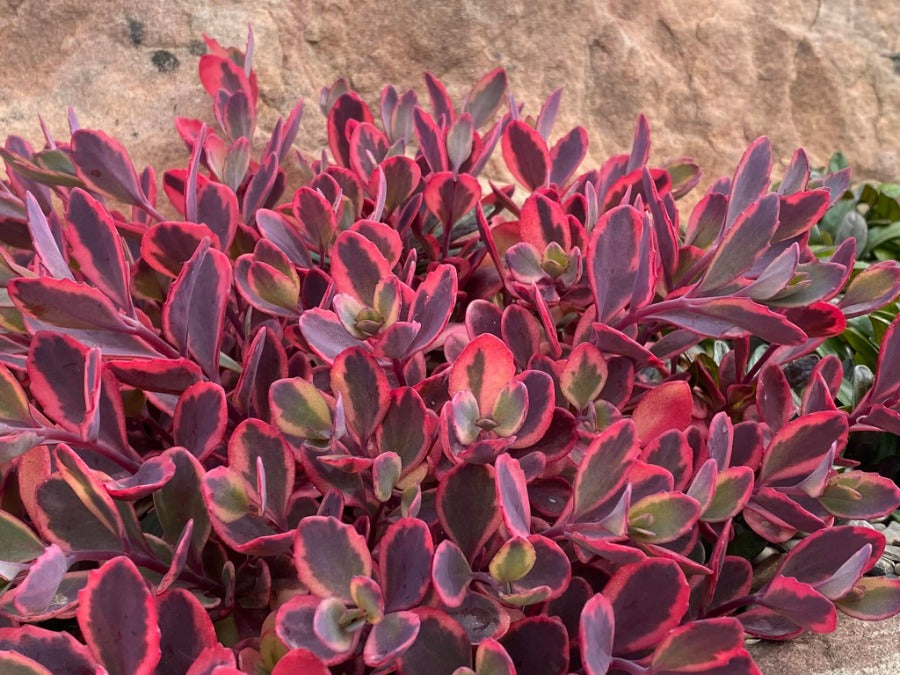 SunSparkler® Dazzling Dynamite Sedum (Sedum dazzling &