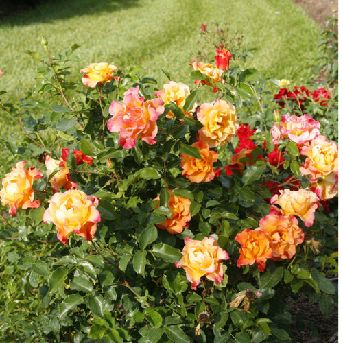 Suñorita® Rose (Rosa &