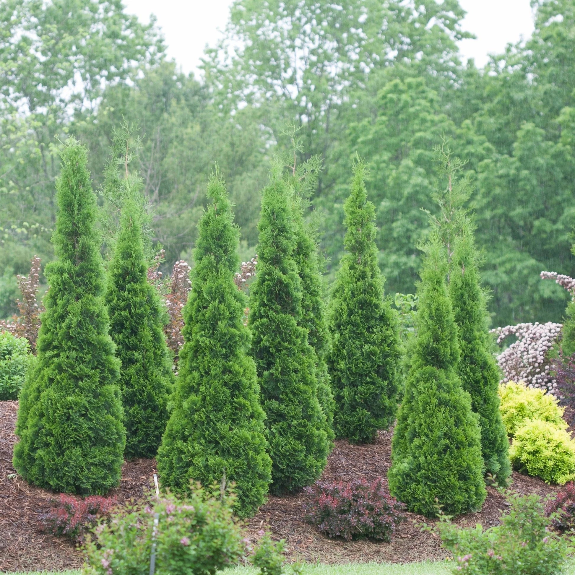 Emerald Petite Aborvitae (Thuja occidentalis &