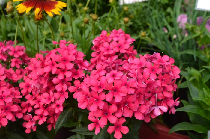 Flame® Pro Cerise Garden Phlox (Phlox paniculata &