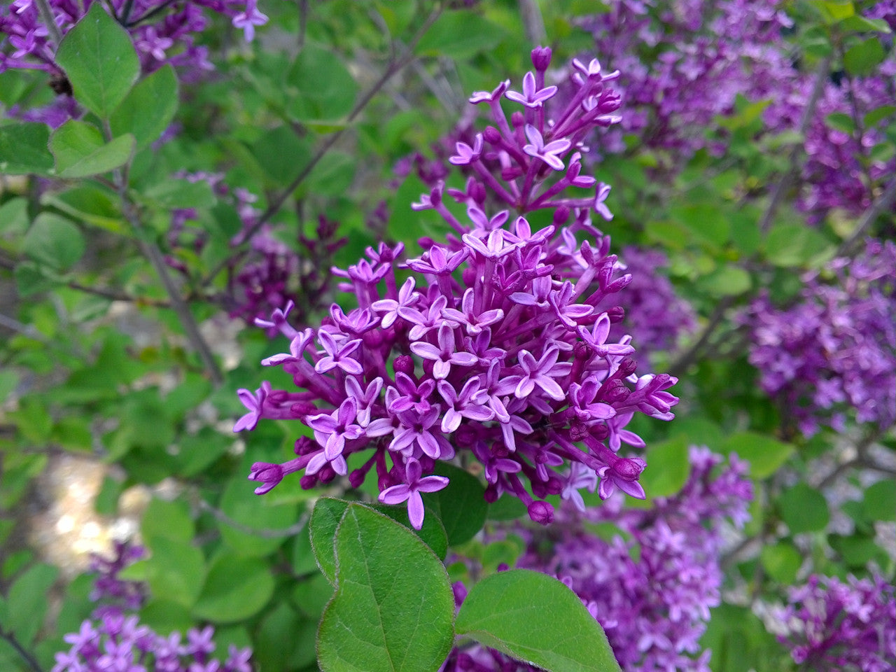 Bloomerang® Dark Purple Lilac (Syringa x &