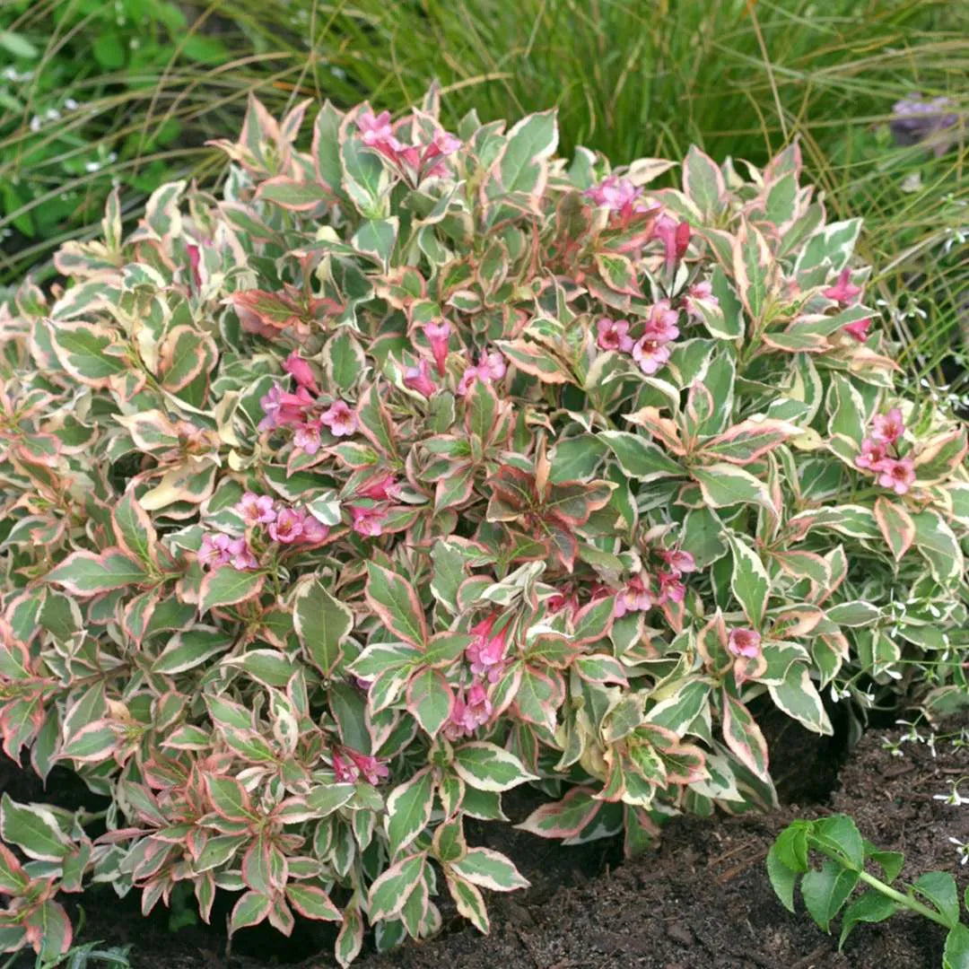 My Monet® Weigela (Weigela x &