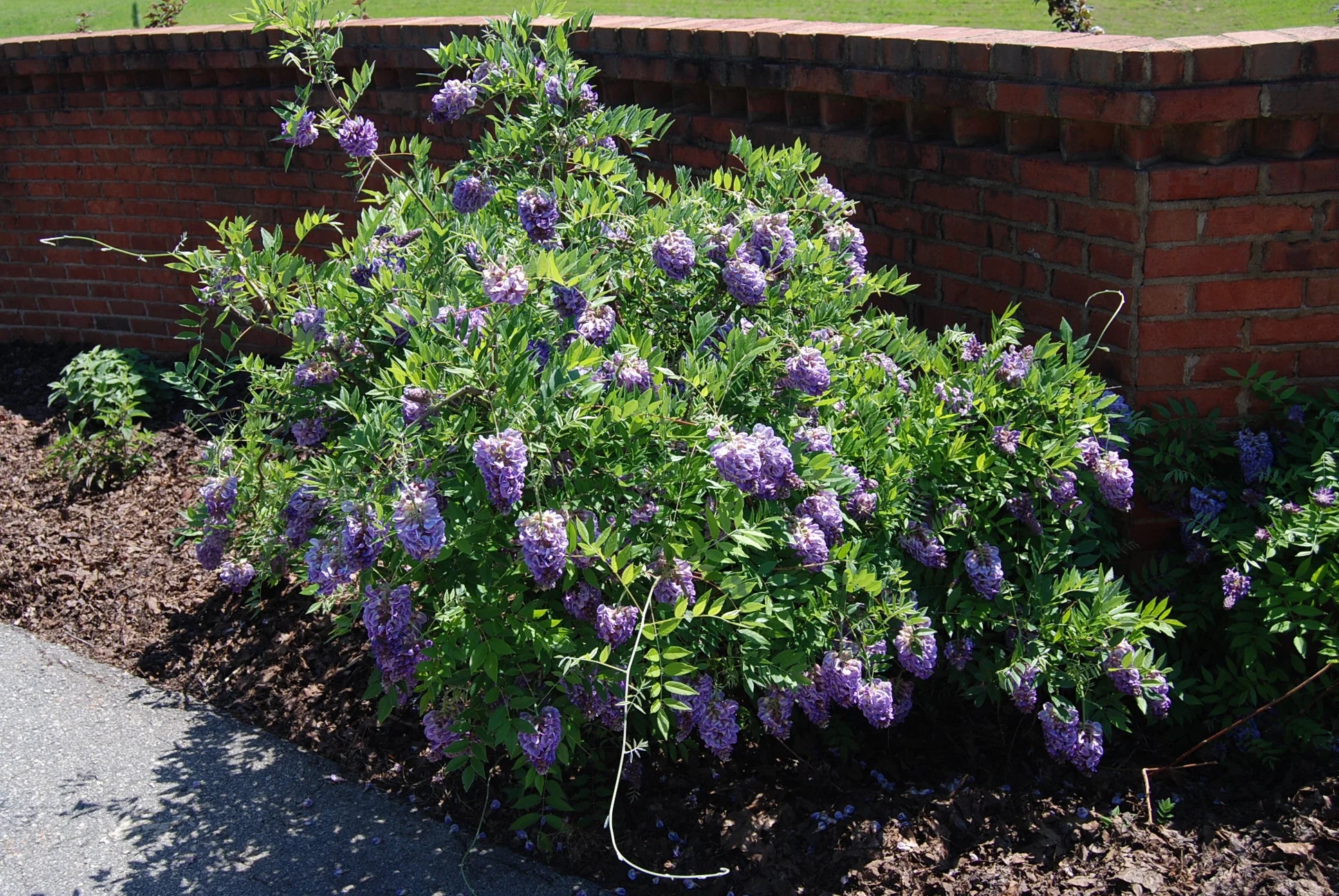 Amethyst Falls Wisteria (Wisteria FR 'Amethyst Falls')