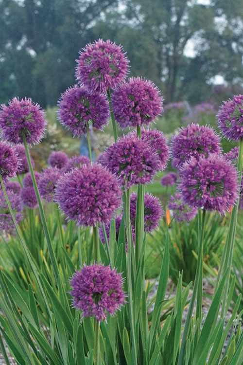 Lavender Bubbles Ornamental Onion (Allium &
