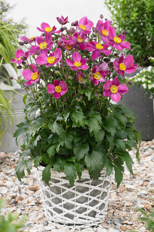 Red Riding Hood Windflower (Anemone &