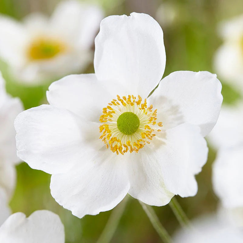 Honorine Jobert Windflower (Anemone x hybrida &