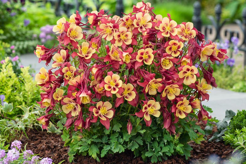 EarlyBird™ Red Yellow Columbine (Aquilegia &