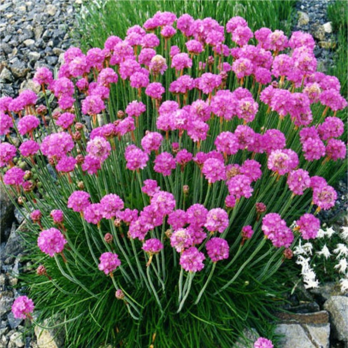 Splendens Sea Thrift (Armeria maritima &