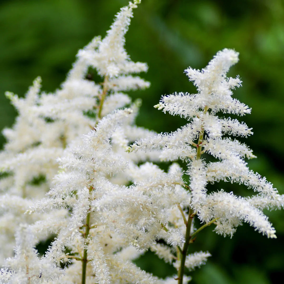 Vision In White Astilbe (Astilbe vision &