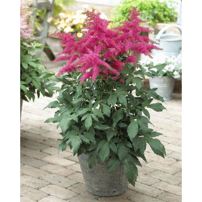 Younique Pink Astilbe (Astilbe &