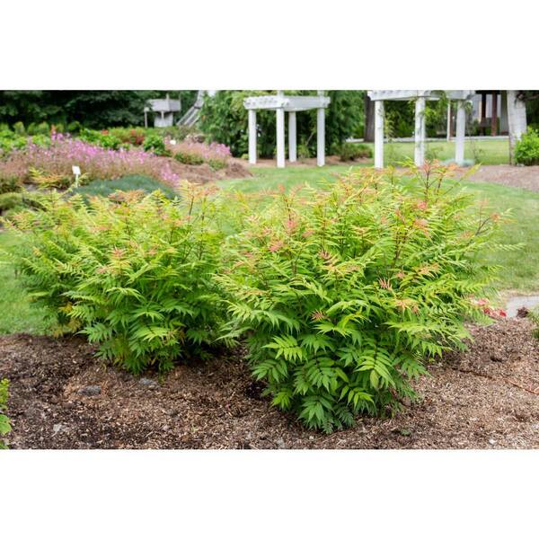 Cherry On Top® Sorbaria (Sorbaria &