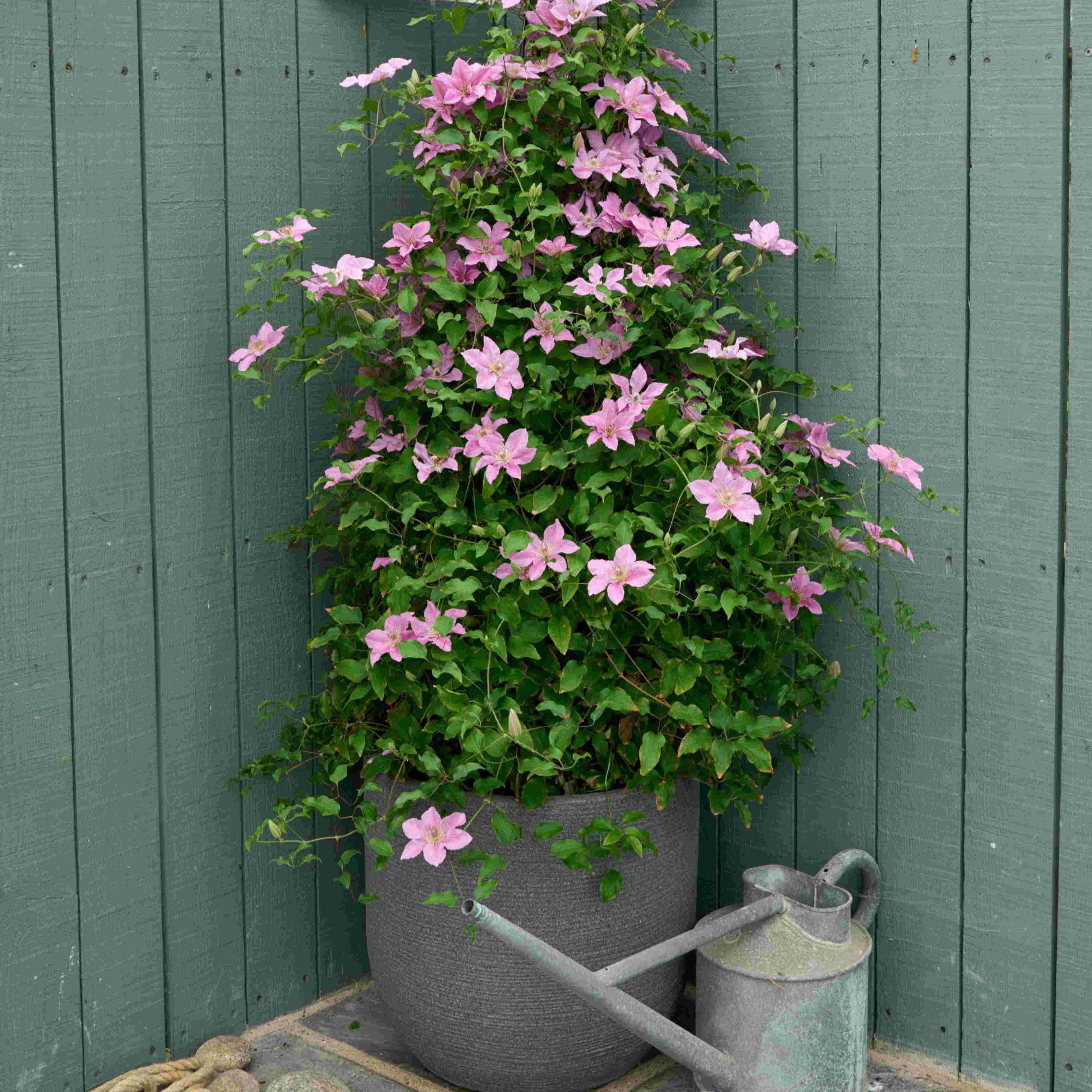 Bridgewater™ Clematis (Clematis bridgewater) - 1 gallon
