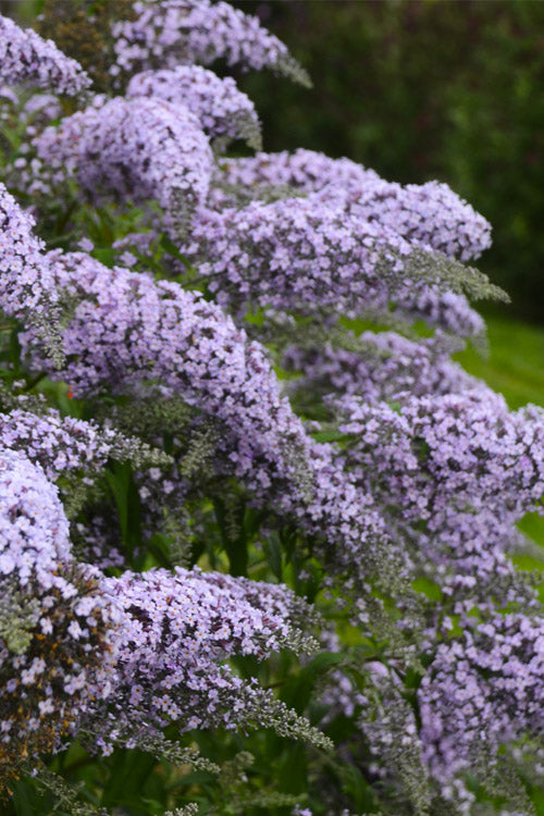 Lavender Cascade Butterfly Bush (Buddleia &
