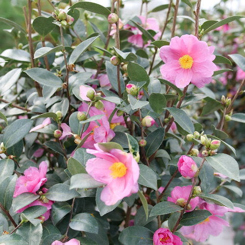Just Chill® Double Pink Camellia (CAMELLIA JUST CHILL® DOUBLE PINK) - QT