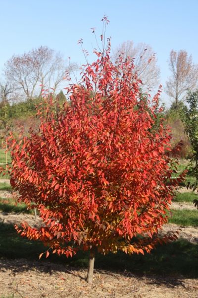 Fire Belle Hornbeam (CARPINUS C. FIRE BELLE) - 1 gallon 3-4&
