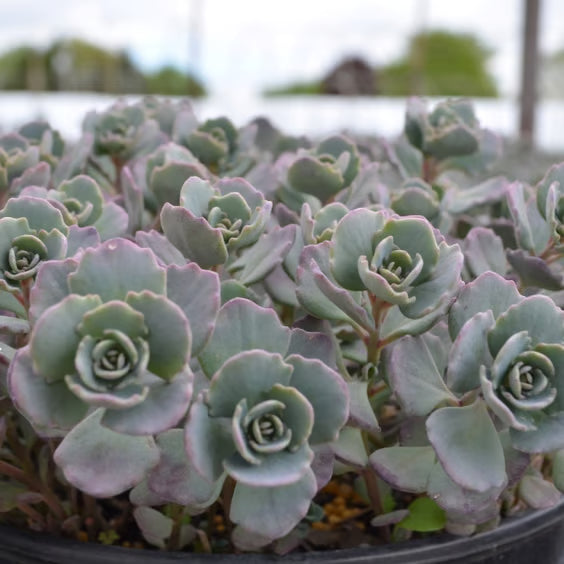 Cauticola Stonecrop (Sedum cauticola) - 1 gallon