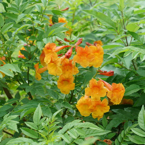 Chicklet® Orange Esperanza (TECOMA CHICKLET® ORANGE) - QT