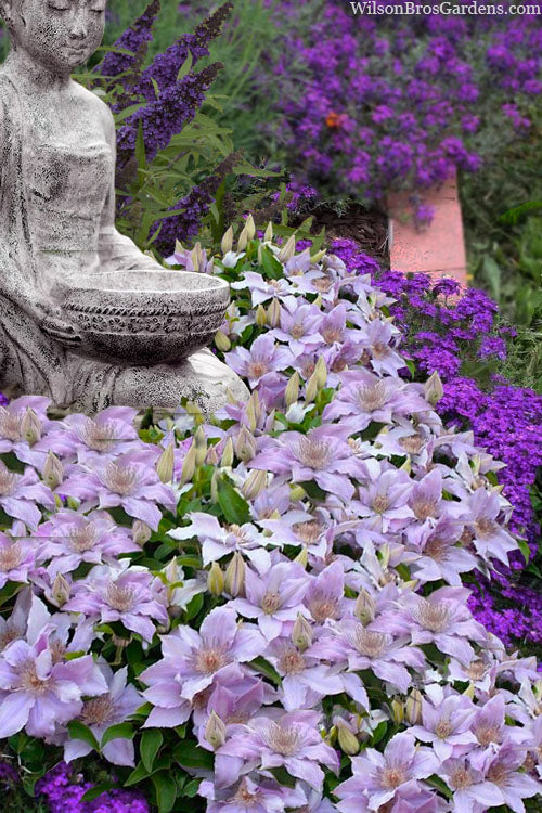 Filigree™ Clematis (Clematis filigree &