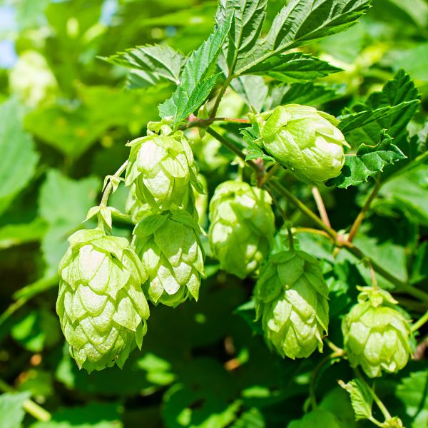 Comet Hops Vine (Humulus lupulus &